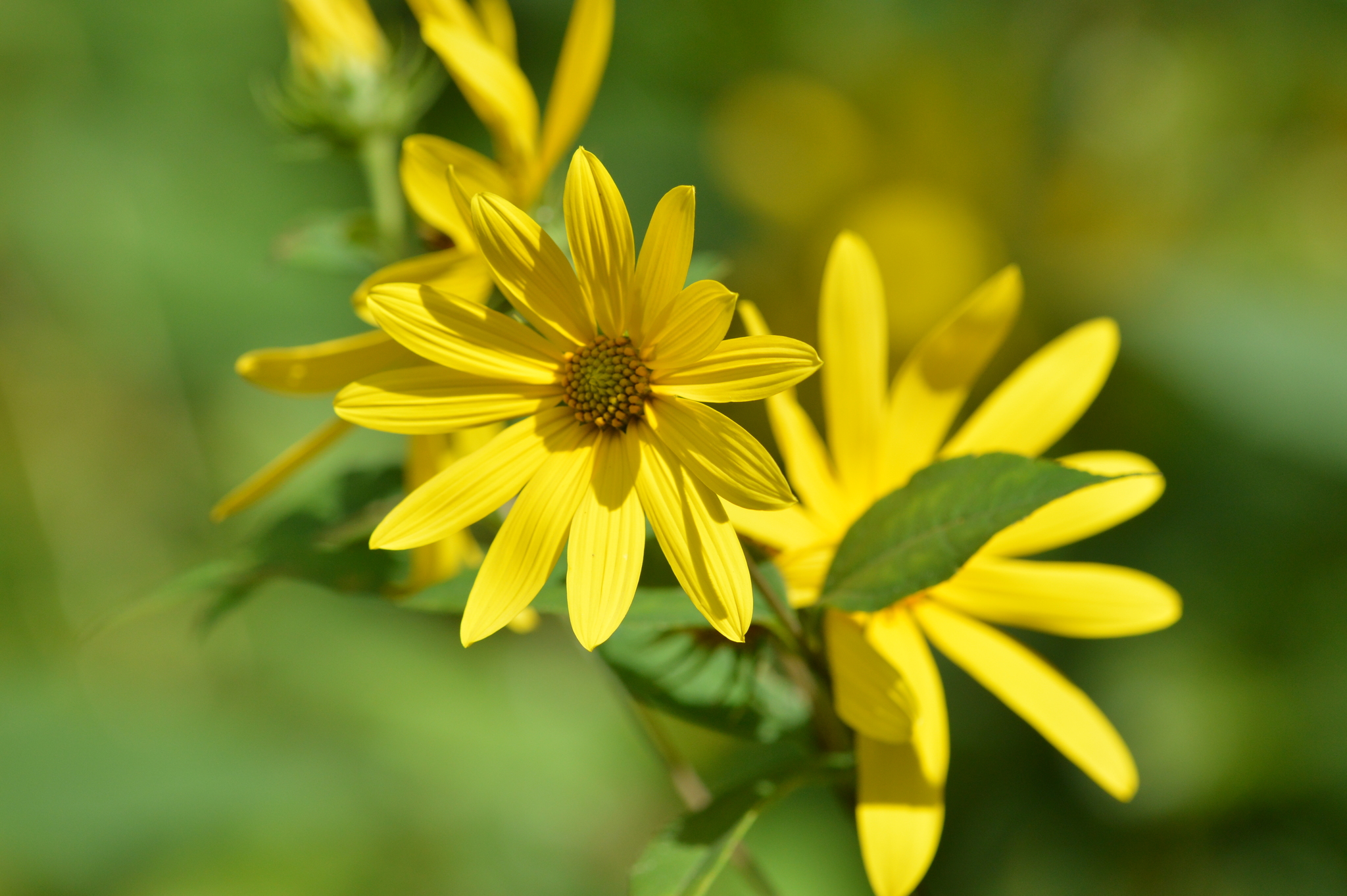 Helianthus strumosus