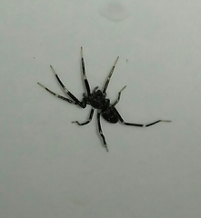 Liophrurillus flavitarsis