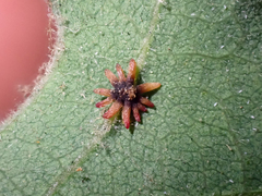 Cynips quercusechinus