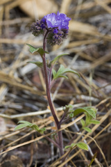 Phacelia breweri