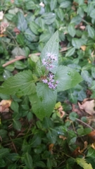 Conoclinium coelestinum