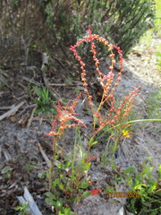 Rumex cordatus