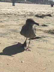 Larus occidentalis