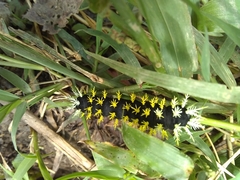 Leucanella saturata