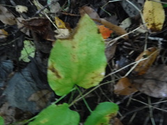Smilax ecirrhata