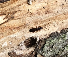 Dendrophagus crenatus