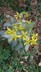 Verbesina alternifolia