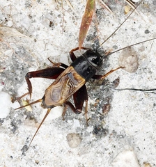 Gryllus firmus