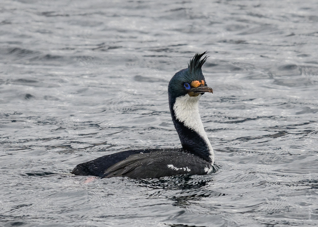 Imperial Shag