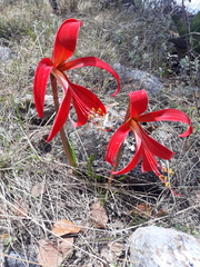 Sprekelia formosissima