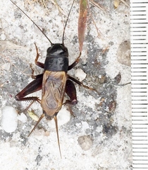 Gryllus firmus