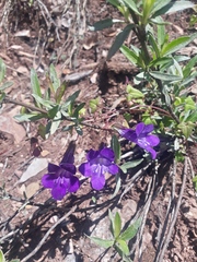 Maurandya scandens