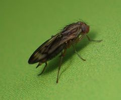 Opomyza germinationis