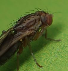 Opomyza germinationis