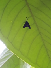 Uranophora terminalis