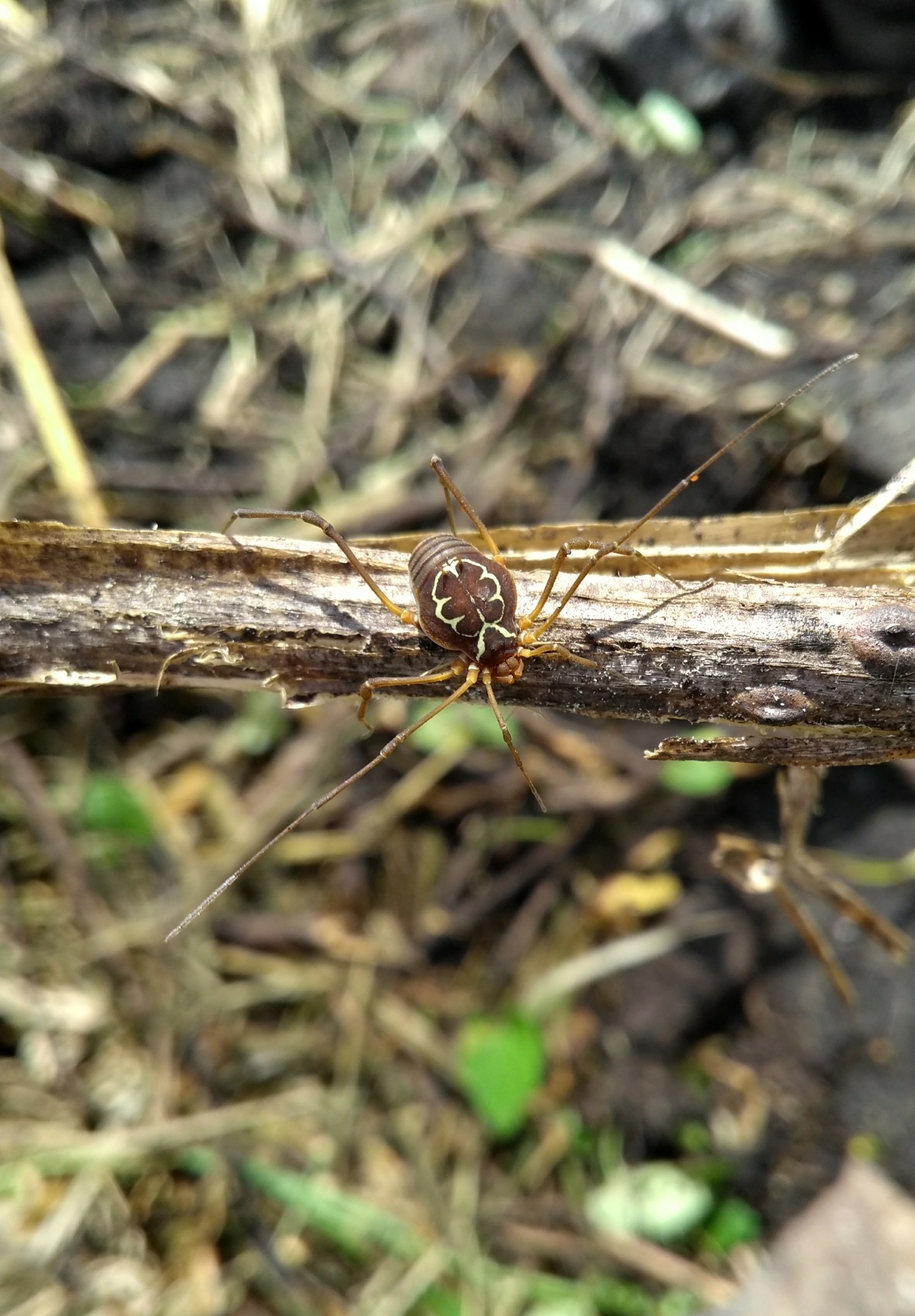 Superfamily Gonyleptoidea · iNaturalist