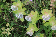 Hylotelephium anacampseros