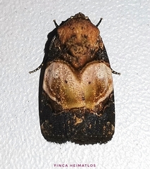 Hampsonodes orbica