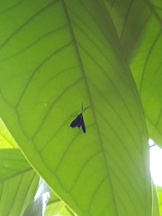 Uranophora terminalis