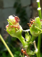 Acromyrmex octospinosus