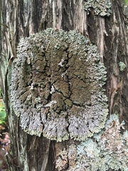 Physconia grumosa