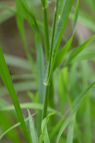 Rusvoji šerytė nuotrauka