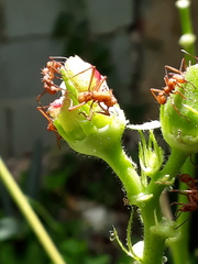Acromyrmex octospinosus