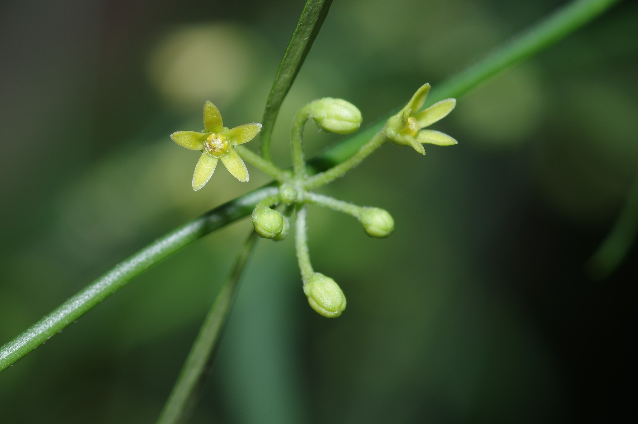 Orthosia scoparia