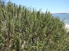 Artemisia campestris maritima