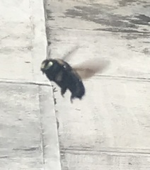 Xylocopa cyanea
