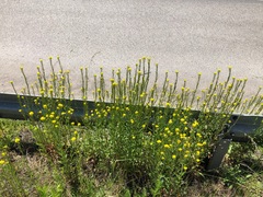 Erysimum virgatum