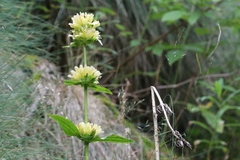 Gentiana burseri villarsii
