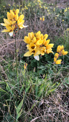 Ixia fuscocitrina