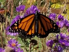 Danaus plexippus