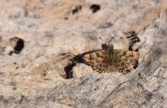Carcharodus tripolina