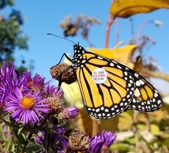 Danaus plexippus