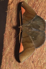 Sphacelodes vulneraria