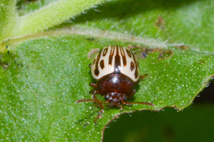 Zygogramma heterothecae