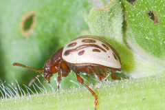 Zygogramma heterothecae