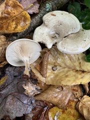 Clitocella popinalis