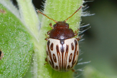 Zygogramma heterothecae
