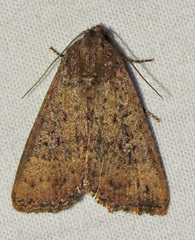 Condica sutor