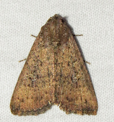 Condica sutor