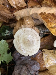 Clitocella popinalis