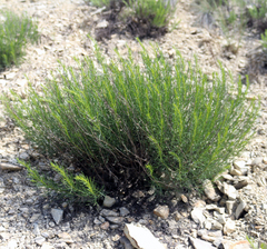 Artemisia salsoloides