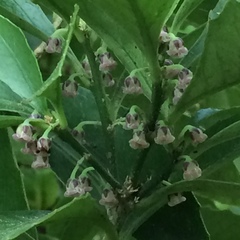 Melicytus chathamicus