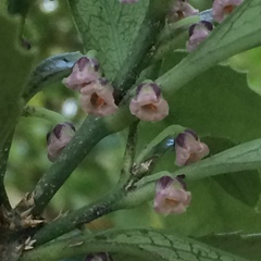 Melicytus chathamicus