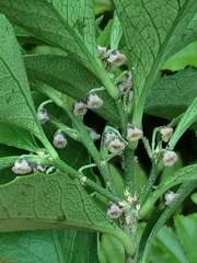 Melicytus chathamicus
