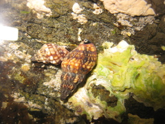 Cominella quoyana