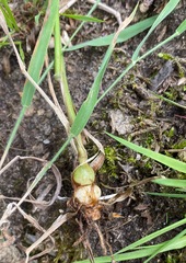 Arrhenatherum elatius bulbosum